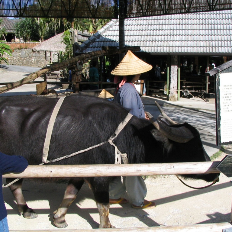 Помол сахарного тростника с помощью буйвола в Деревне Рюкю; Окинава