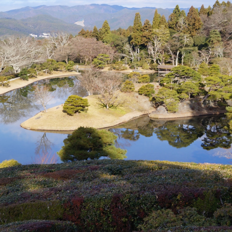Желто-зеленые краски японских парков зимой; Киото