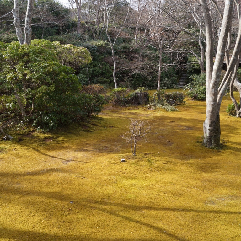 Мох - частый спутник японских парков; Киото