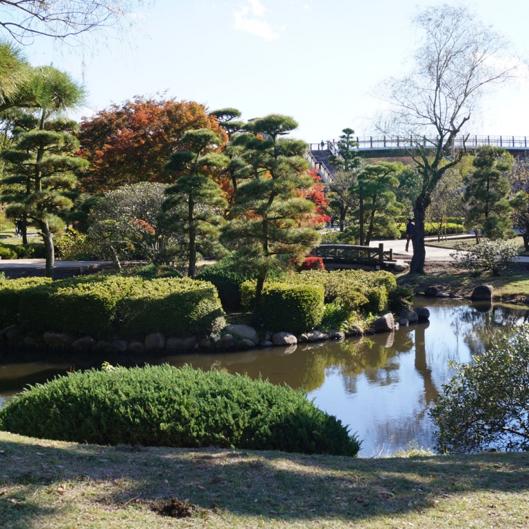 Аккуратно подстриженные сосны - один из символов японских парков; Ибараки