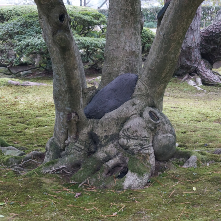 В одном из парков страны - дерево обвивает камень; Исикава