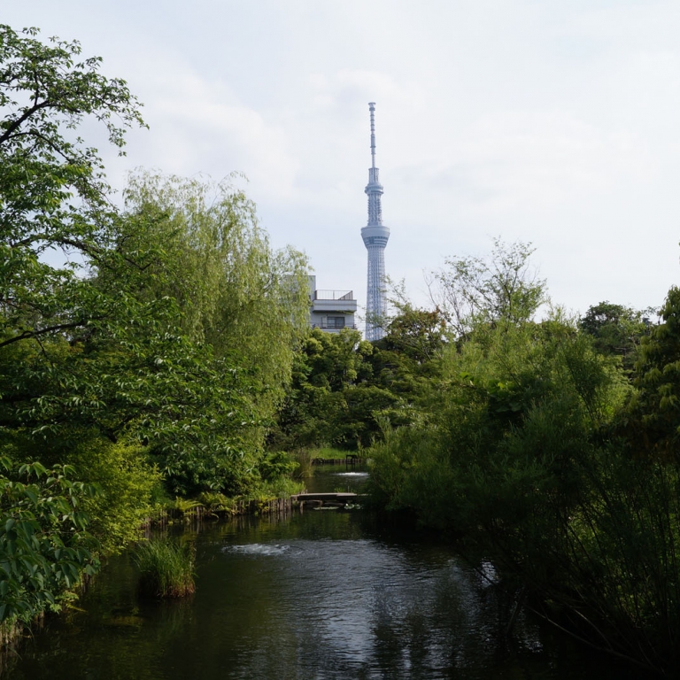 Вид на башню Скай Три из парка МукоДзима ХяккаЭн; Токио
