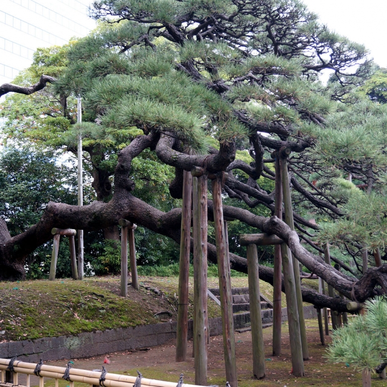 Конструкции, поддерживающие ветви сосны, можно часто увидеть в японских парках; Токио