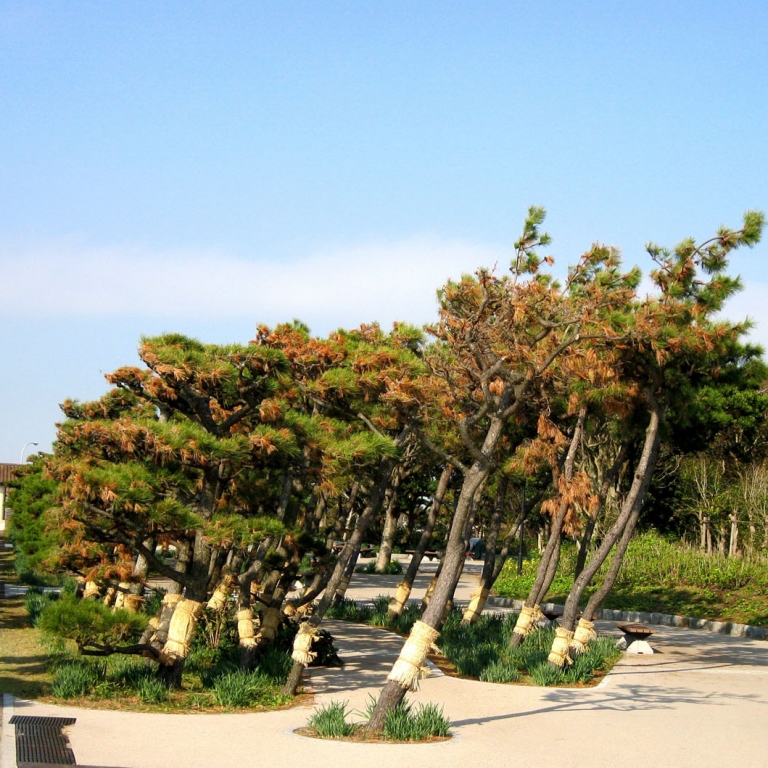 Наклонившиеся в сторону от морских ветров деревья в прибрежном парке на островке ДзёгаСима; Канагава