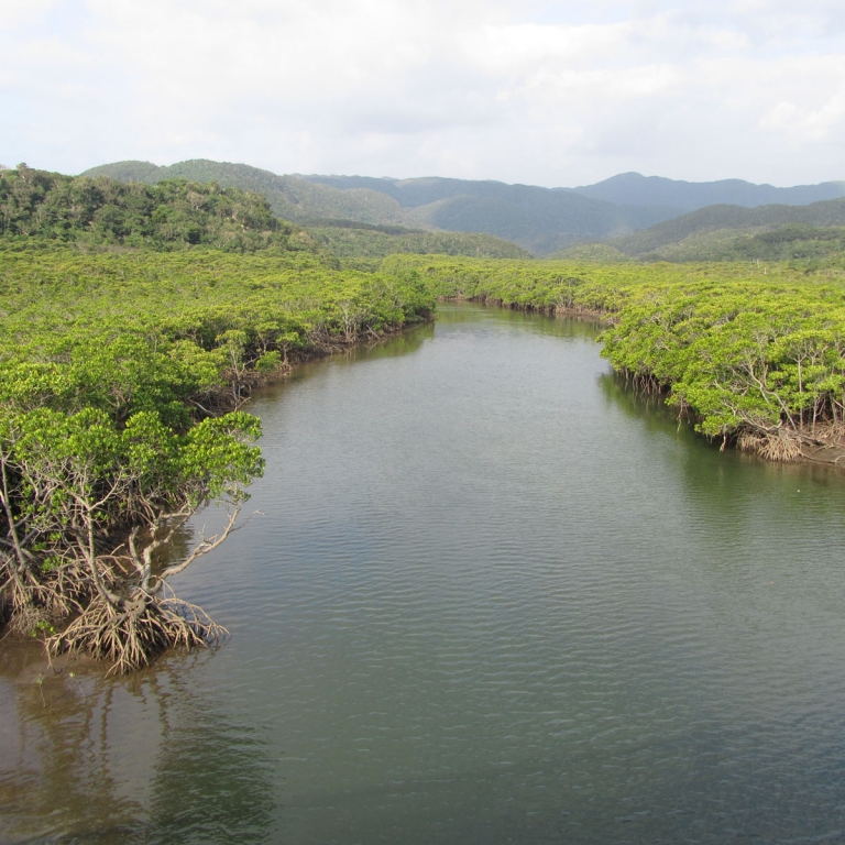 Бескрайние мангровые леса острова ИриОмотэДзима; Окинава