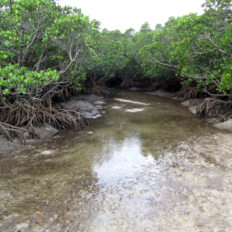 Мангровые леса в мелкой речке; Окинава