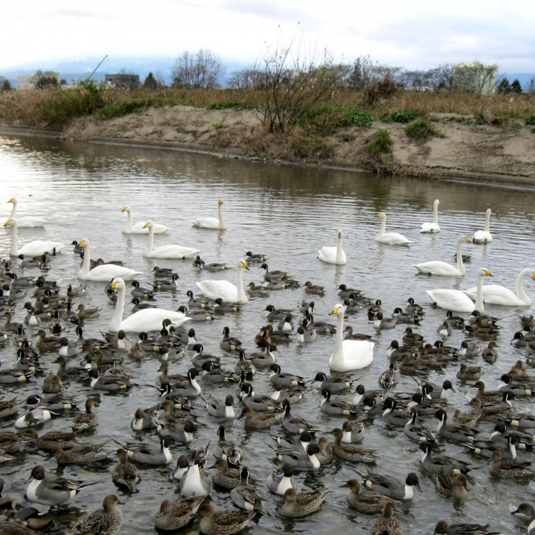 Лебеди и утки на реке АбукумоГава; Фукусима