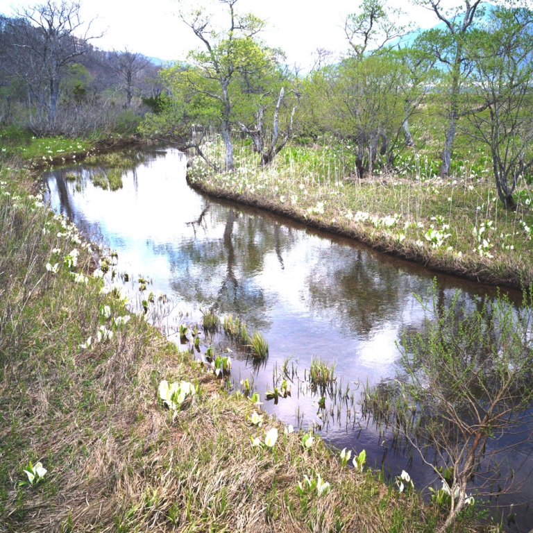 Высокогорье Одзэ, цветы мидзубасё вдоль безымянной речки; Гумма