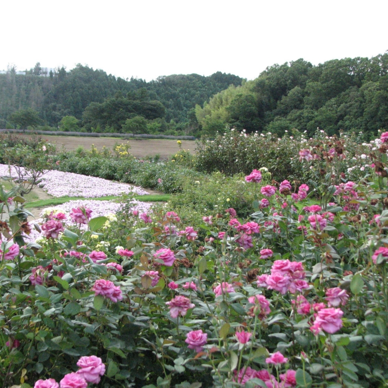 Сад роз в тема-парке Немецкая деревня; Тиба