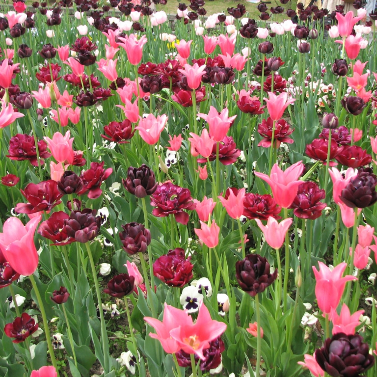Тюльпановое многоцветье; Тояма