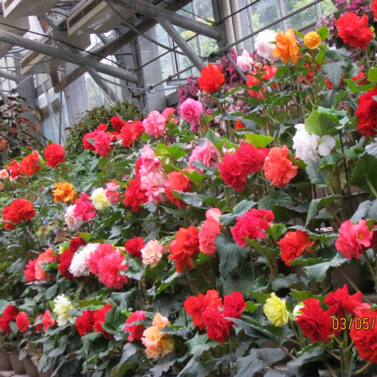 Розы в Парке птиц и цветов в Мацуэ; Симанэ