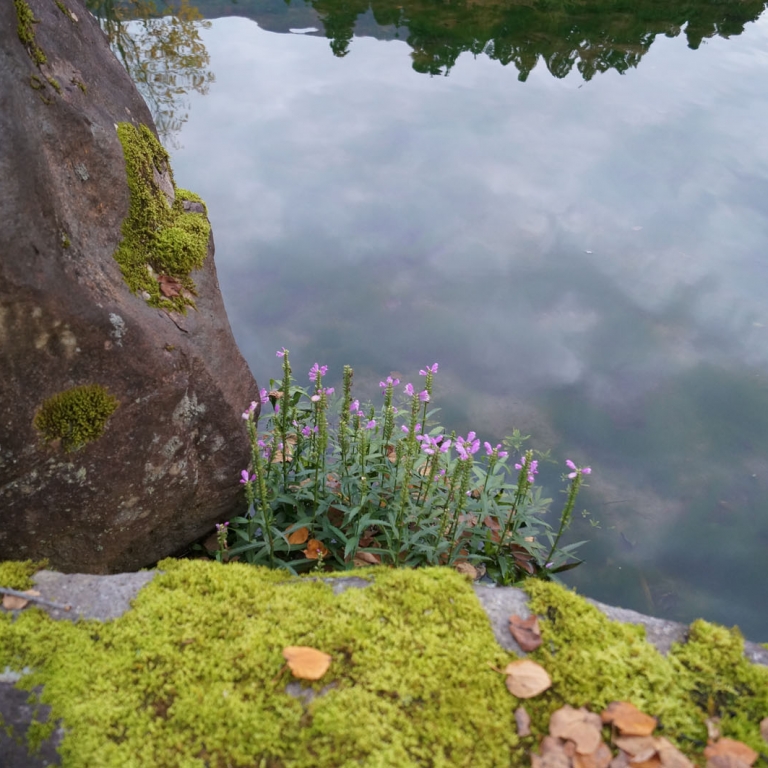 Цветы прорастают между камней у пруда, в горной деревне ИтиноДзё; Исикава