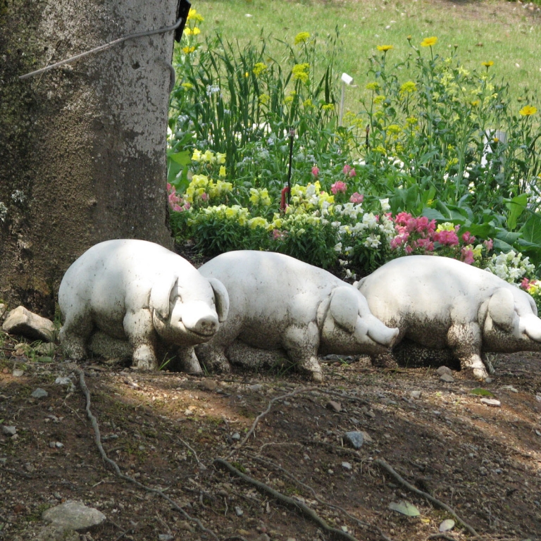 Фигурки свиней в парке; Тоттори