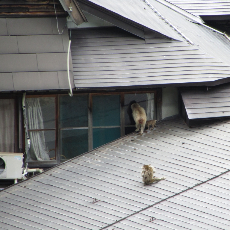 Обезъяны пытаются попасть в жилой дом через окно; Нагано