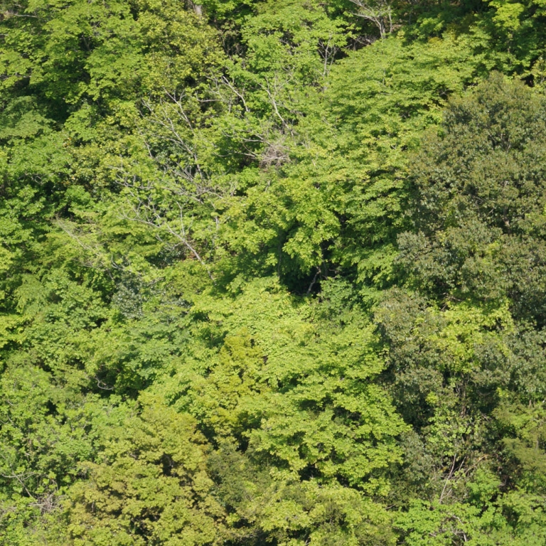 Яркозеленый свежий весениий лес; Ибараки