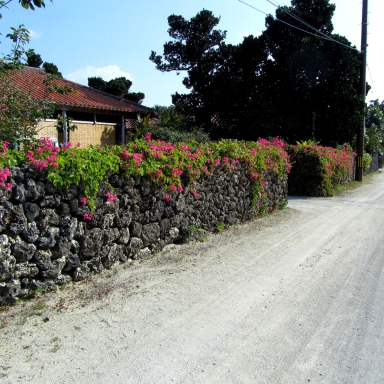 Каменный забор, малиновые цветы, дорога из белого песка - японский юг; Окинава