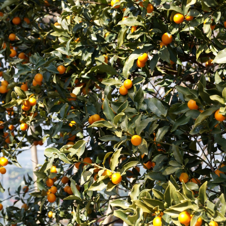 Мандарин - один из главных фруктов страны; Сидзуока