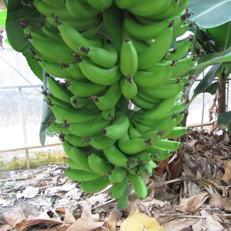 Если бананы - то Окинава; Окинава
