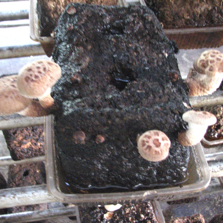 Выращивание грибов; Тиба