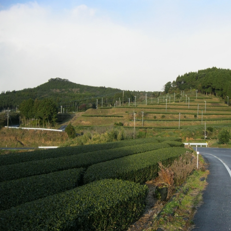 Чайные плантации в районе г.Тиран; Кагосима