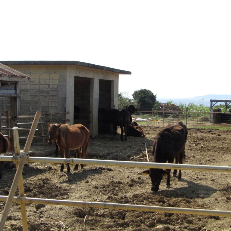 Ферма по выращиванию маленьких островных лошадей; Окинава