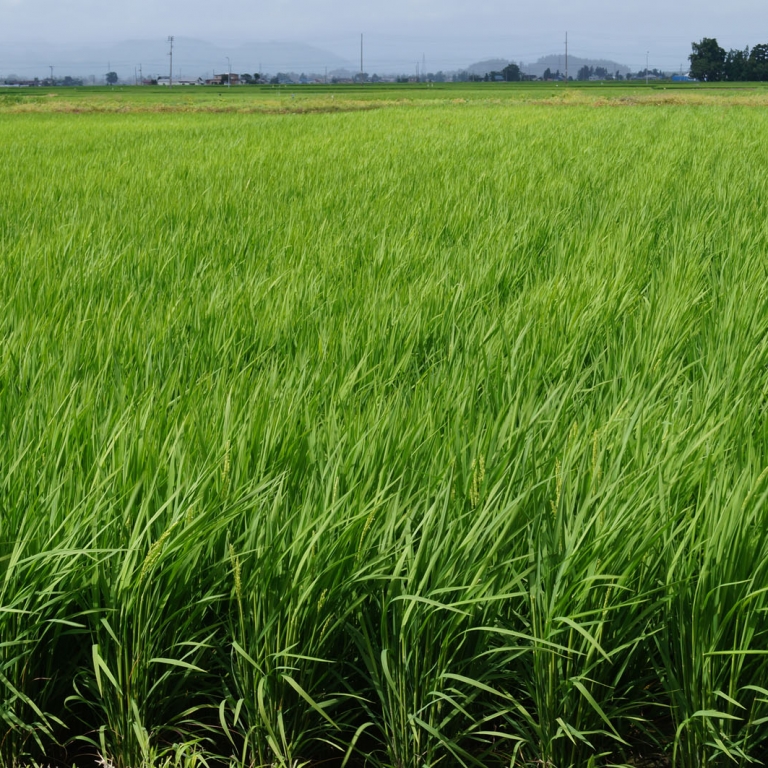 Северный рис считается самым вкусным в Японии; Акита