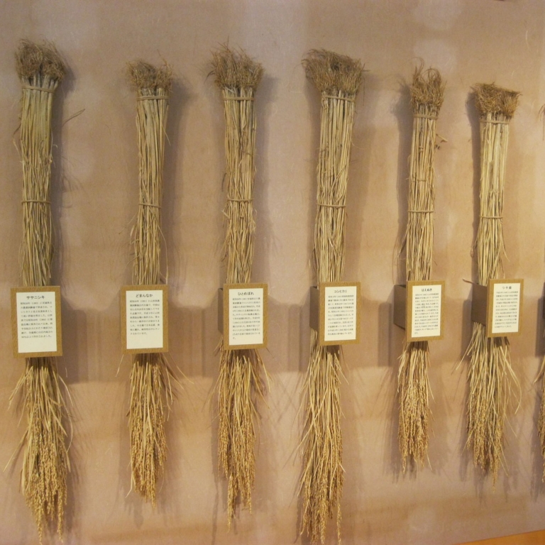 Образцы риса в музее риса в Цуруока; Ямагата