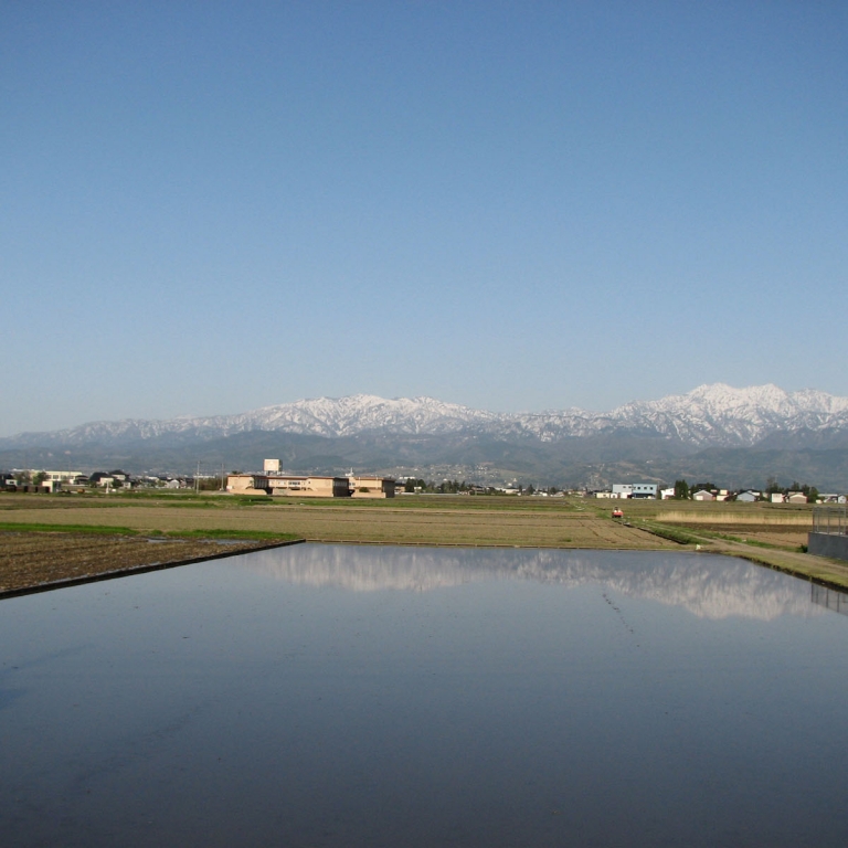 Залитые водой рисовые поля и отраженные в них Северные Альпы; Тояма