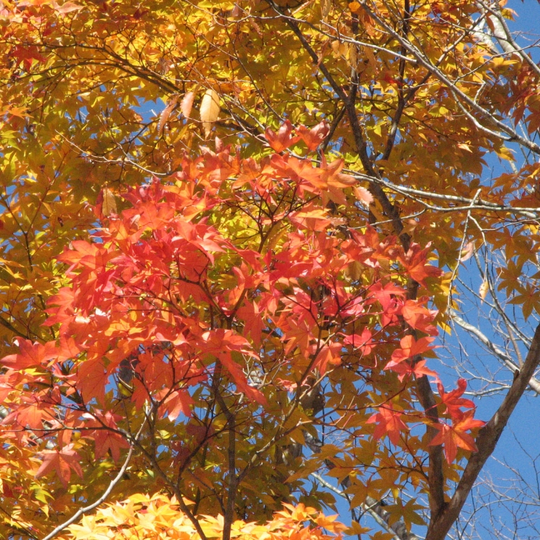 Желто-красно-голубая осень; Яманаси
