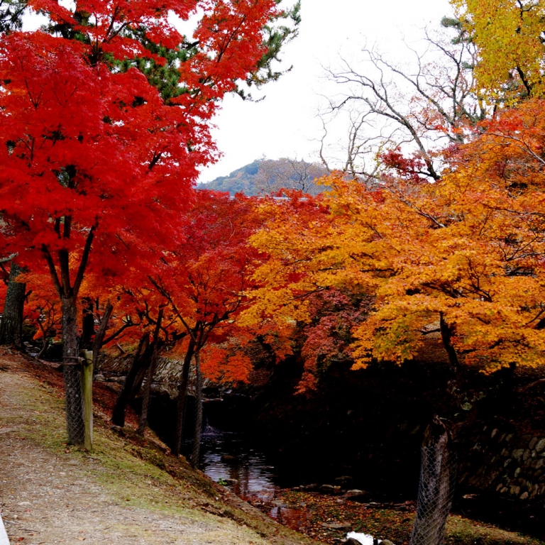 Огненные цвета японских кленов; Нара