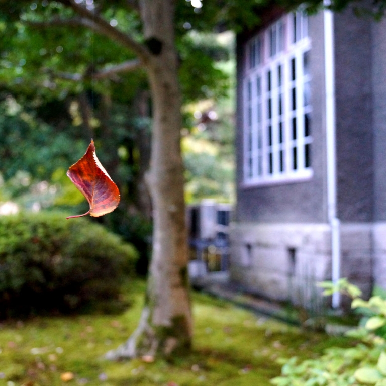 Одинокий падающий лист, октябрь, Канадзава; Исикава