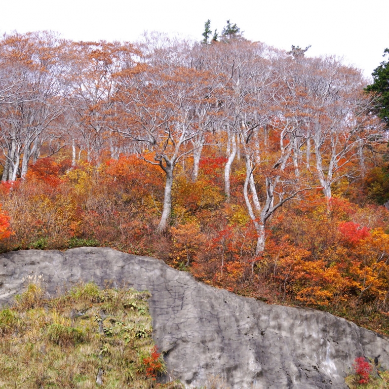 Голые деревья и оранжевые кусты; Исикава