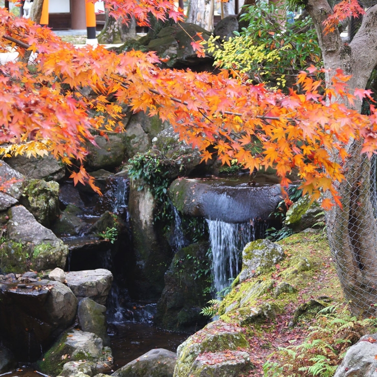 Красный японский клен, камень и поток воды - классика; Нара