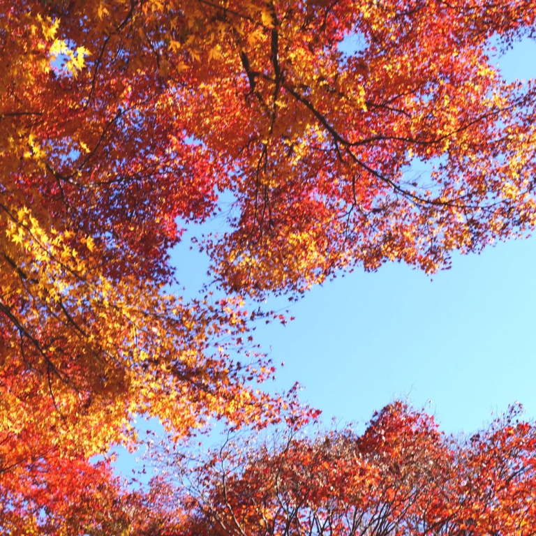 Красная осень на фоне голубого неба; Нара