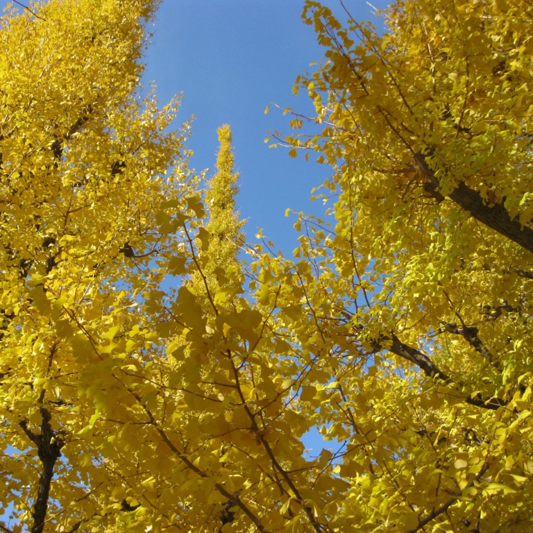 Желтые деревья гингко и голубое декабрьское небо; Токио