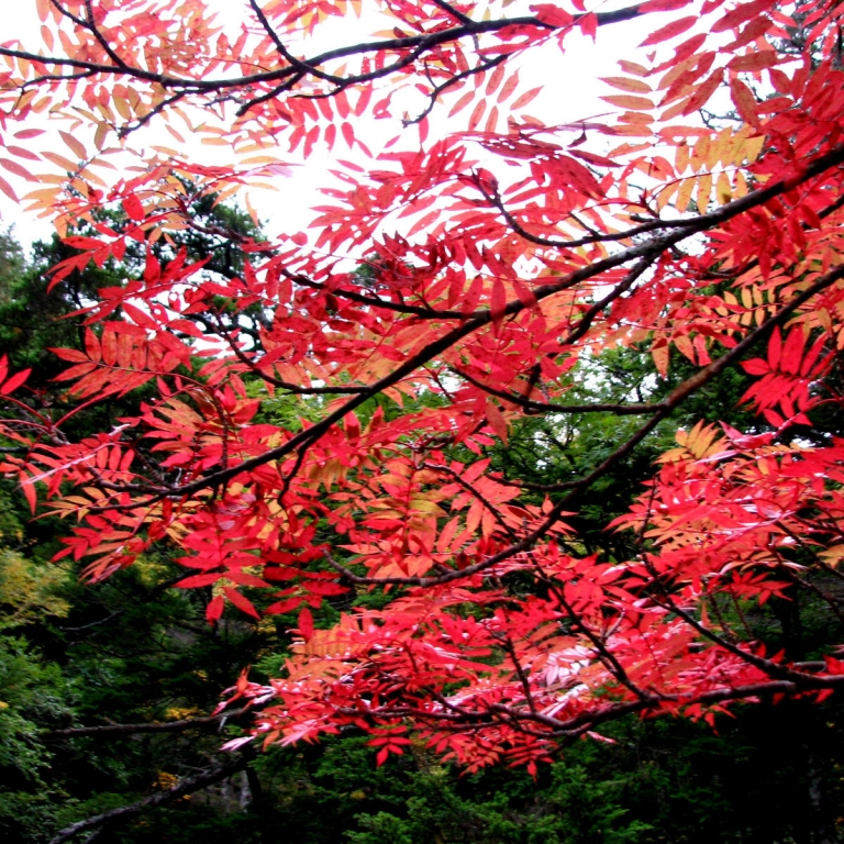 В горах Нагано красный цвет появляется уже в начале октября; Нагано