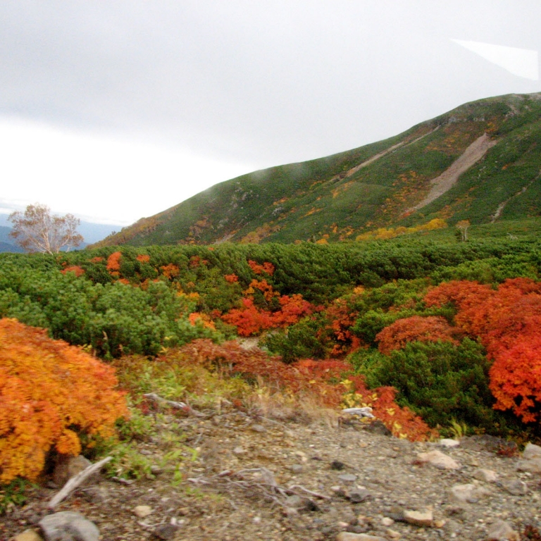Низкие деревья и кусты на больших высотах горного перевала в Норикура Когэн; Нагано