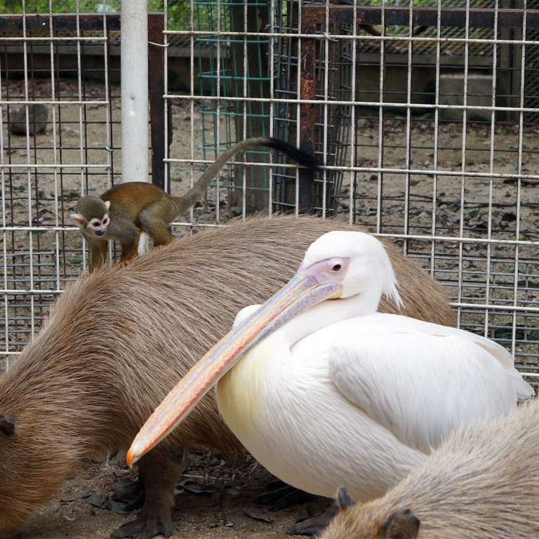 3 разных животных мирно сосуществуют в зоопарке Тобу, Сайтама