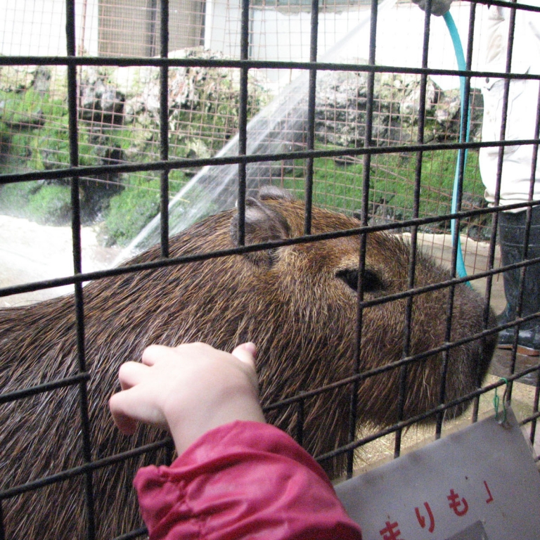 Капибара в мини-зоопарке Кусацу; Гумма