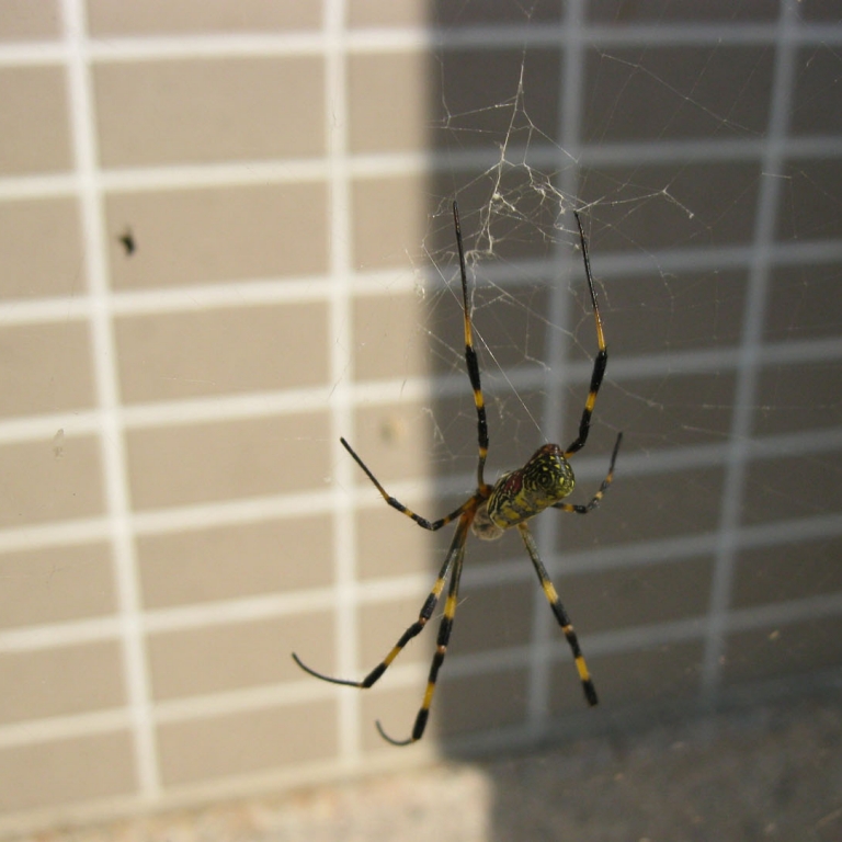 Страшный паук; Канагава