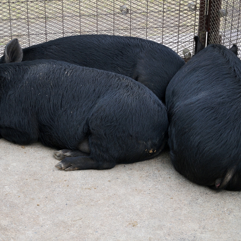 Черные свиньи Агуу, Окинава