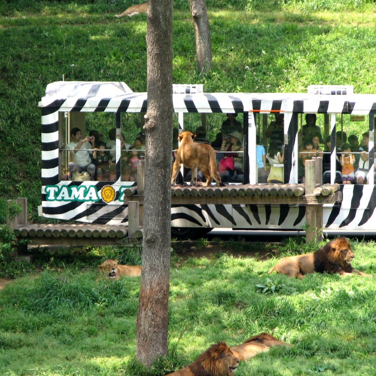 Львы в зоопарке Тама; Токио