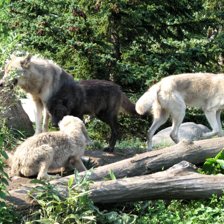 Волки в зоопарке Асахикава; Хоккайдо