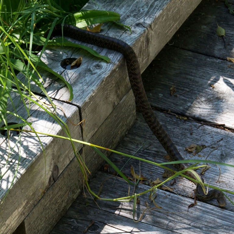 Змея на болоте Кусиро; Хоккайдо