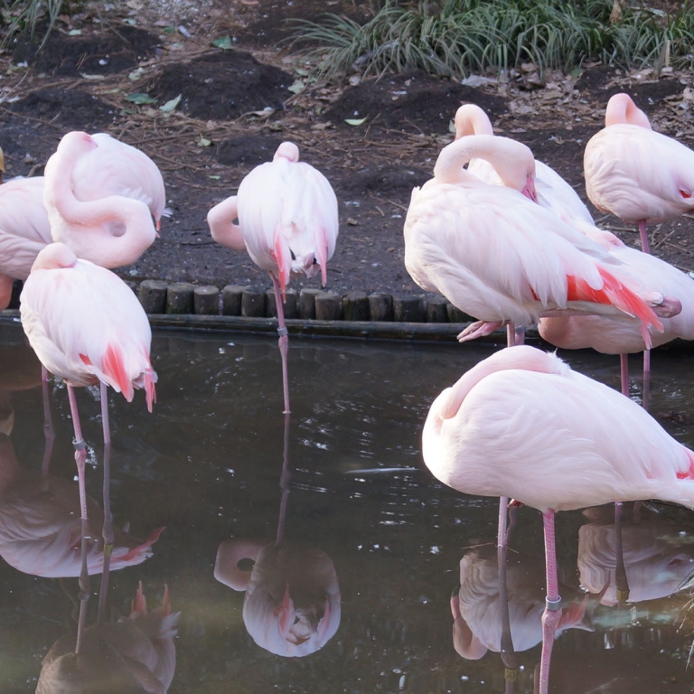 Грациозные фламинго в зоопарке г.Мацуэ; Симанэ