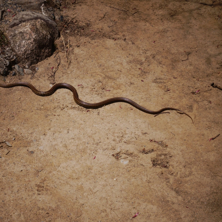 Змея на болотистом плоскогорье Одзэ; Гумма