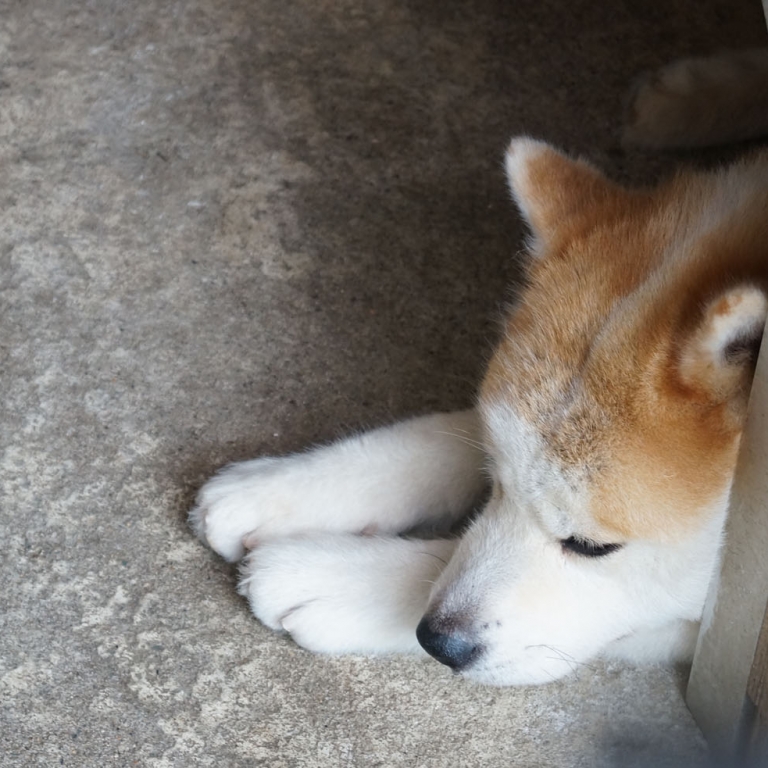 Собака породы Акита в одноименной префектуре; Акита