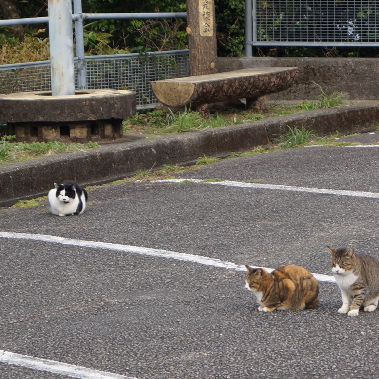 Кошки и примкнувший к ним тануки на стоянке на мысе Мурото; Коти