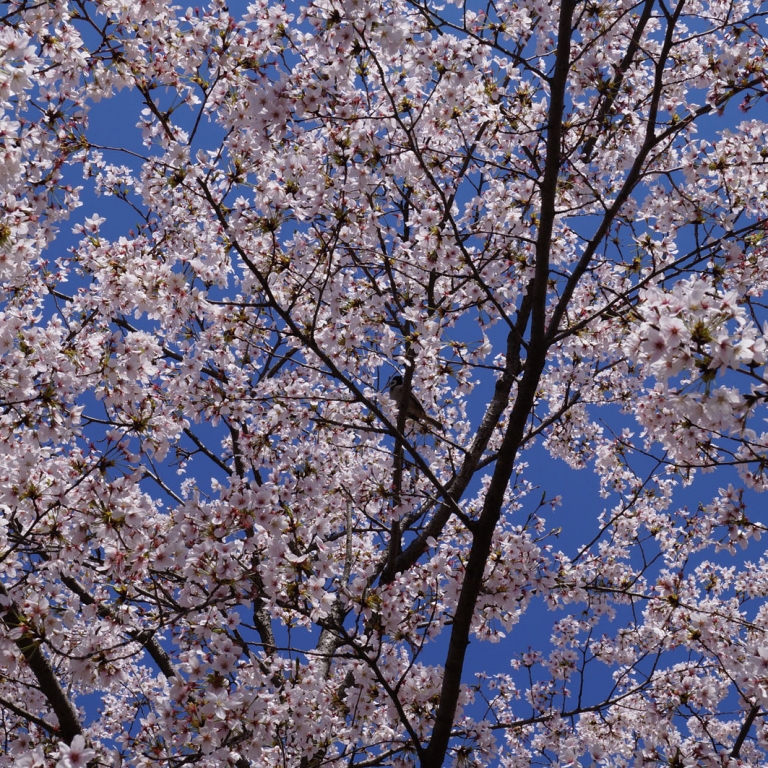 Голубой и розовый - цвета японской весны; Киото