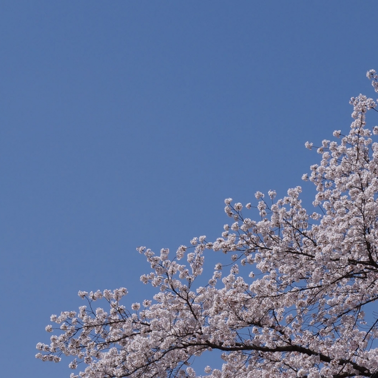 Сакура на фоне безоблачного неба; Киото